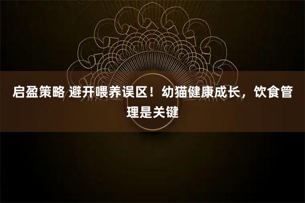 启盈策略 避开喂养误区！幼猫健康成长，饮食管理是关键